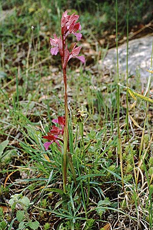 Anacamptis papilionacea subsp. papilionacea \ Schmetterlings-Knabenkraut, I  Toscana, Gavorrano 1.5.1989 