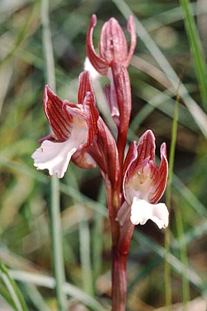 Anacamptis papilionacea subsp. papilionacea \ Schmetterlings-Knabenkraut / Butterfly Orchid, I  Tarent/Taranto 10.4.1999 