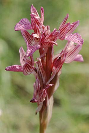 Anacamptis papilionacea subsp. papilionacea \ Schmetterlings-Knabenkraut, I  Liguria, Toirano 26.5.2001 