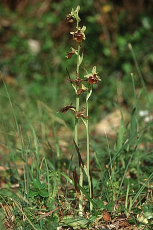 Ophrys parvimaculata \ Kleingezeichnete Ragwurz / Small-Patterned Ophrys, I  Promontorio del Gargano, Torre Mileto 10.4.1998 