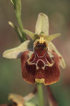 Ophrys parvimaculata \ Kleingezeichnete Ragwurz / Small-Patterned Ophrys, I  Promontorio del Gargano, Torre Mileto 10.4.1998 