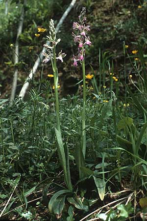 Orchis patens \ Atlas-Knabenkraut, I  Liguria 3.5.1986 