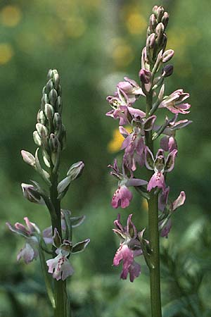 Orchis patens \ Atlas-Knabenkraut, I  Liguria 3.5.1986 