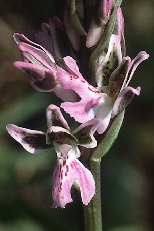 Orchis patens \ Atlas-Knabenkraut / Green-spotted Orchid, I  Liguria 3.5.1986 