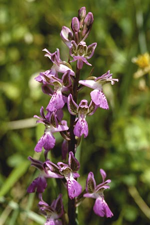 Orchis patens \ Atlas-Knabenkraut / Green-spotted Orchid, I  Liguria 13.5.2001 