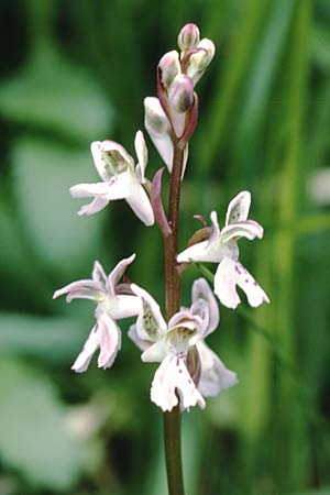 Orchis patens \ Atlas-Knabenkraut / Green-spotted Orchid, I  Liguria 13.5.2001 