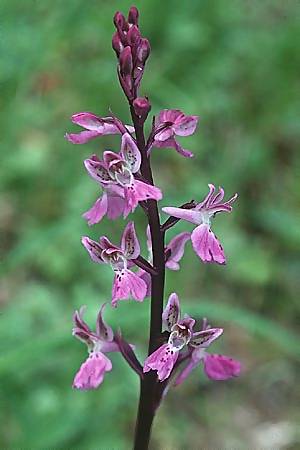 Orchis patens \ Atlas-Knabenkraut / Green-spotted Orchid, I  Liguria 13.5.2001 