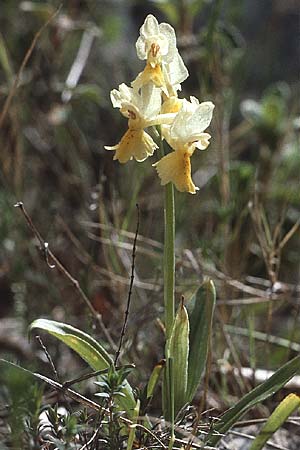 Orchis pauciflora \ Armblütiges Knabenkraut / Few-Flowered Orchid, I  Promontorio del Gargano, Monte S. Angelo 1.5.1985 