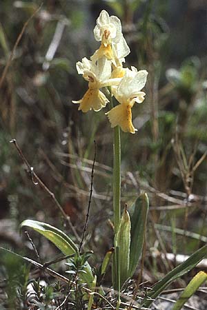 Orchis pauciflora \ Armblütiges Knabenkraut, I  Promontorio del Gargano, Monte S. Angelo 1.5.1985 