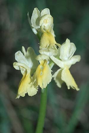 Orchis pauciflora \ Armblütiges Knabenkraut, I  Assisi, Monte Subasio 17.5.2005 