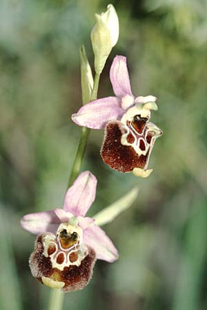 Ophrys appennina \ Appennin-Hummel-Ragwurz / Appennins Late Spider Bee Orchid, I  Abruzzen/Abruzzo Isernia 6.6.2002 