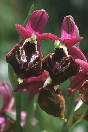 Ophrys pollinensis \ Monte-Pollino-Ragwurz / Monte Pollino Bee Orchid, I  Monti Alburni 8.5.1989 