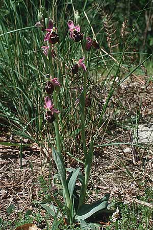 Ophrys pollinensis \ Monte-Pollino-Ragwurz, I  Prov. Cosenza, Sant'Agata di Esaro 9.5.1989 