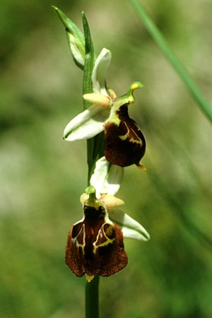 Ophrys pollinensis \ Monte-Pollino-Ragwurz, I  Prov. Cosenza, Sant'Agata di Esaro 9.5.1989 