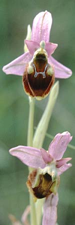 Ophrys pollinensis \ Monte-Pollino-Ragwurz / Monte Pollino Bee Orchid, I  Sorrent 7.5.1997 