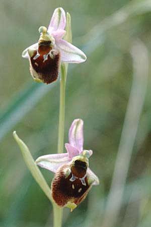 Ophrys pollinensis \ Monte-Pollino-Ragwurz / Monte Pollino Bee Orchid, I  Sorrent 7.5.1997 