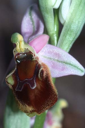 Ophrys pollinensis \ Monte-Pollino-Ragwurz, I  Cilento 16.3.2002 