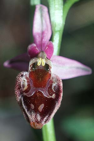 Ophrys pollinensis \ Monte-Pollino-Ragwurz / Monte Pollino Bee Orchid, I  Prov. Cosenza, Sant'Agata di Esaro 22.4.2003 