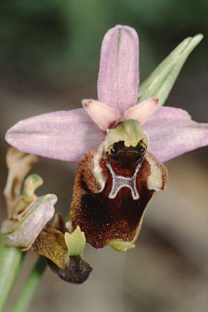 Ophrys serotina \ Späte Ragwurz / Later Spider Orchid, I  Monti Aurunci 3.6.2002 