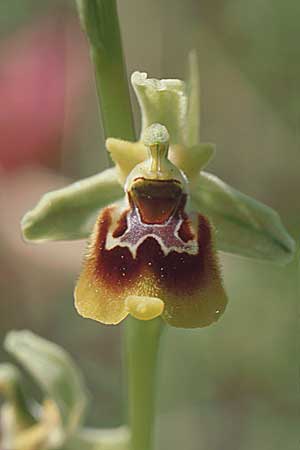 Ophrys posidonia \ Paestum-Ragwurz / Paestum Orchid, I  Cilento 4.6.2002 