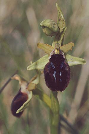 Ophrys promontorii \ Vorgebirgs-Ragwurz / Promontory Bee Orchid, I  Abruzzen/Abruzzo Montenerodomo 13.5.1989 