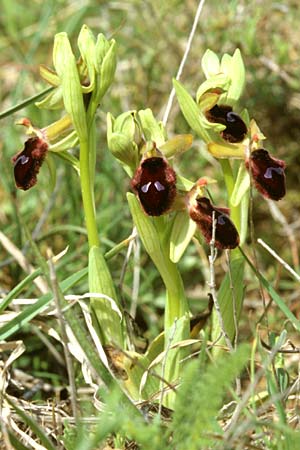 Ophrys promontorii \ Vorgebirgs-Ragwurz / Promontory Bee Orchid, I  Promontorio del Gargano, San Giovanni Rotondo 9.4.1998 