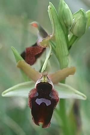 Ophrys promontorii \ Vorgebirgs-Ragwurz / Promontory Bee Orchid, I  Promontorio del Gargano, San Giovanni Rotondo 9.4.1998 