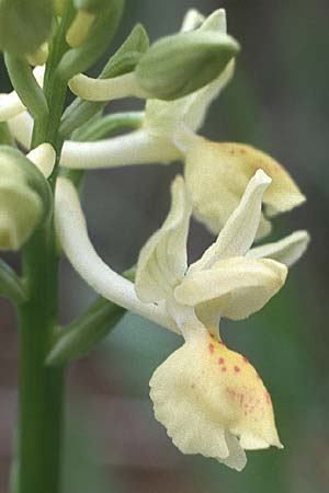 Orchis provincialis \ Provence-Knabenkraut / Provence Orchid, I  Pontremoli 2.5.1986 