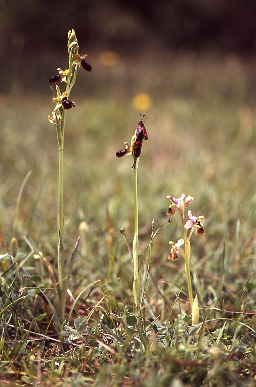 Ophrys pseudoatrata \ Falsche Schwarze Ragwurz / False Black Orchid (links / left), I  Anzi 18.5.2005 (Photo: Helmut Presser)