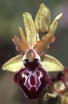 Ophrys pseudoatrata \ Falsche Schwarze Ragwurz / False Black Orchid, I  Anzi 18.5.2005 (Photo: Helmut Presser)
