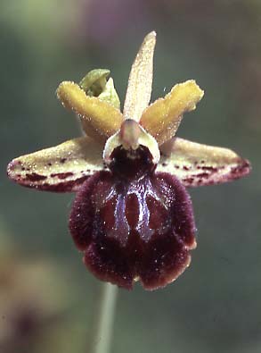 Ophrys pseudoatrata \ Falsche Schwarze Ragwurz / False Black Orchid, I  Anzi 18.5.2005 (Photo: Helmut Presser)