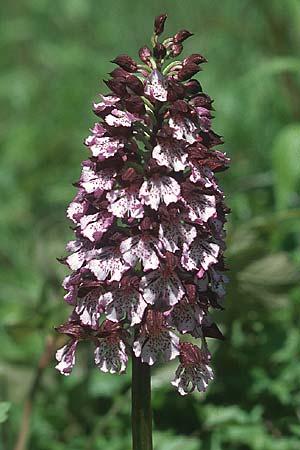 Orchis purpurea \ Purpur-Knabenkraut / Lady Orchid, I  Ligur.Appennin 16.5.2004 