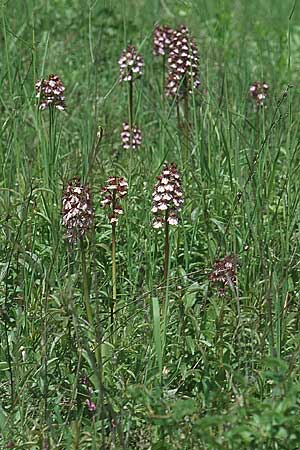Orchis purpurea \ Purpur-Knabenkraut / Lady Orchid, I  Ligur.Appennin 16.5.2004 
