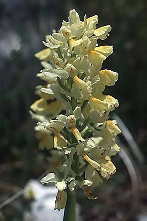 Orchis pauciflora x provincialis, I   Monti Alburni 8.5.1989 