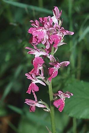 Orchis patens x provincialis, I   Liguria 12.5.2002 