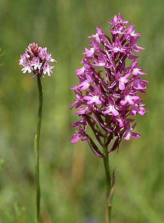 Anacamptis pyramidalis subsp. serotina \ Späte Pyramidenorchis (links,, mit Anac. pyramidalis s.str. rechts), I  Toscana, Greve 6.6.2006 (Photo: Helmut Presser)