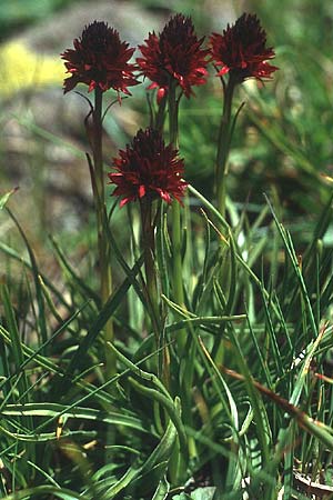 Nigritella rhellicani \ Schwarzes Kohlröschen / Vanilla Orchid, I  Seiser Alm /  Alpe di Siusi 4.7.1993 