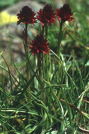 Nigritella rhellicani \ Schwarzes Kohlröschen, I  Seiser Alm 4.7.1993 