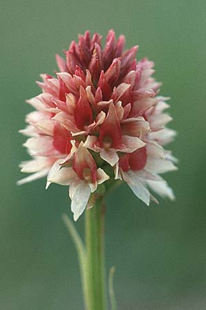 Nigritella rhellicani farbvariante_color-variant \ Schwarzes Kohlröschen / Vanilla Orchid (lusus variegata), I  Seiser Alm /  Alpe di Siusi 22.7.1989 