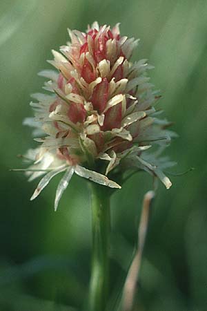 Nigritella rhellicani farbvariante_color-variant \ Schwarzes Kohlröschen / Vanilla Orchid (lusus variegata), I  Monte Bondone 30.6.1990 