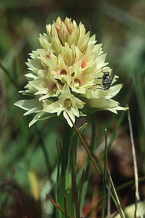 Nigritella rhellicani farbvariante_color-variant \ Schwarzes Kohlröschen / Vanilla Orchid (lusus alba), I  Seiser Alm /  Alpe di Siusi 4.7.1993 