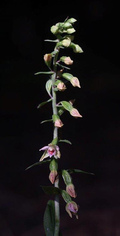 Epipactis placentina subsp. robatschiana \ Robatschs Ständelwurz / Robatsch's Helleborine, I  Serra San Bruno 7.8.2014 (Photo: Helmut Presser)
