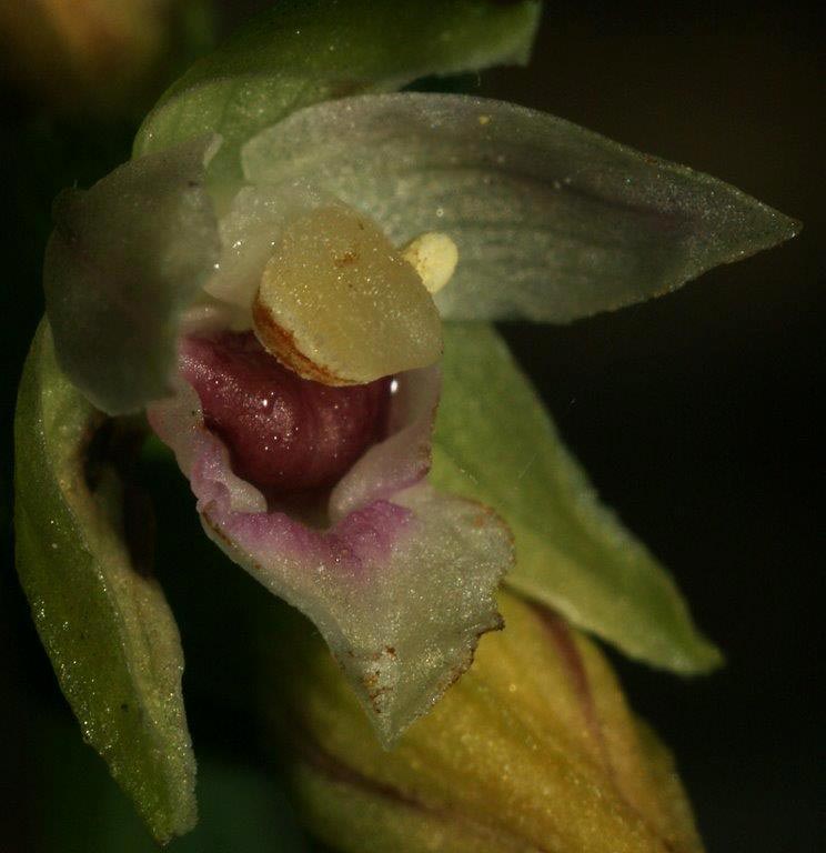 Epipactis placentina subsp. robatschiana \ Robatschs Ständelwurz / Robatsch's Helleborine, I  Serra San Bruno 7.8.2014 (Photo: Helmut Presser)