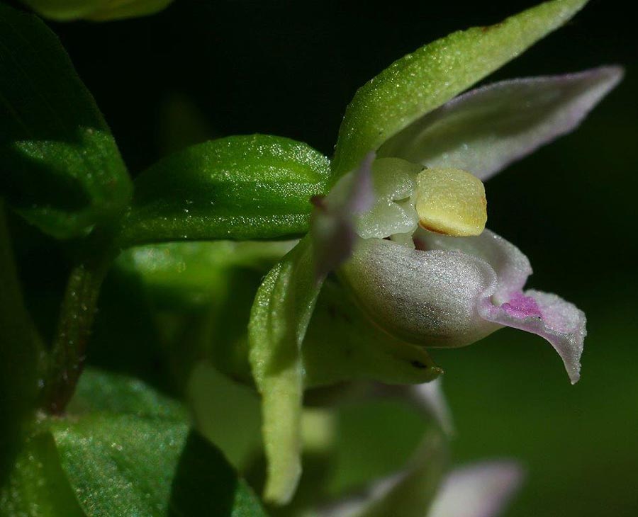 Epipactis placentina subsp. robatschiana \ Robatschs Ständelwurz / Robatsch's Helleborine, I  Serra San Bruno 6.8.2014 (Photo: Helmut Presser)