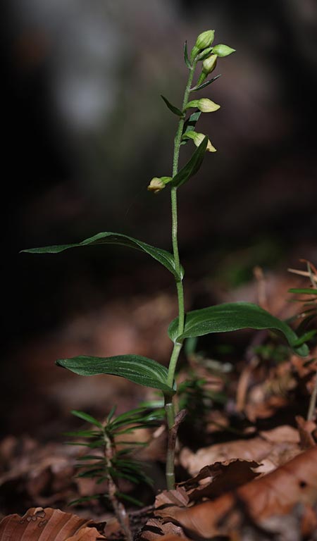 Epipactis placentina subsp. robatschiana \ Robatschs Ständelwurz / Robatsch's Helleborine, I  Serra San Bruno 7.8.2014 (Photo: Helmut Presser)