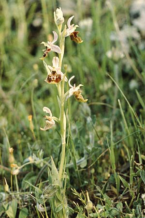 Ophrys gracilis \ Zierliche Hummel-Ragwurz, I  Cilento, Roccagloriosa 7.5.1989 