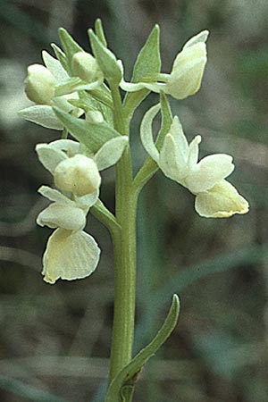 Dactylorhiza romana \ Römische Fingerwurz / Roman Orchid, I  Promontorio del Gargano, Foresta Umbra 1.5.1985 
