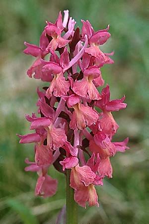 Dactylorhiza romana \ Römische Fingerwurz / Roman Orchid, I  Toscana, Monte Amiata 13.4.2000 