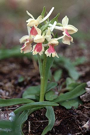 Dactylorhiza romana \ Römische Fingerwurz / Roman Orchid, I  Toscana, Monte Amiata 13.4.2000 