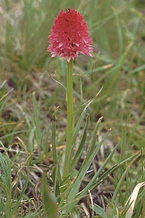Nigritella bicolor \ Zweifarbiges Kohlröschen / Two-Colored Vanilla Orchid, I  Sella-Joch 22.7.1989 
